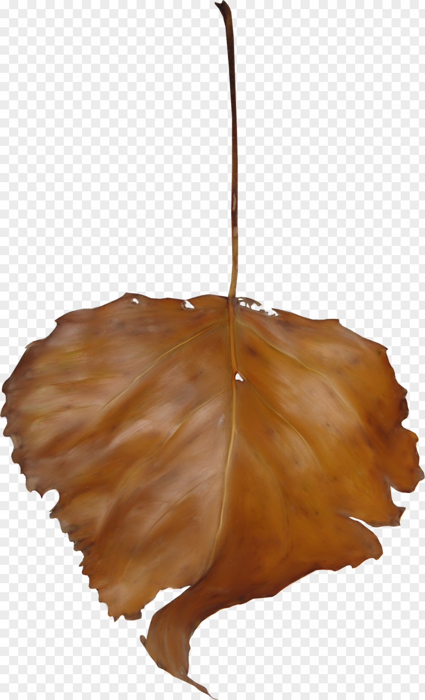 Dead Tree Leaf Photography Branch Clip Art PNG