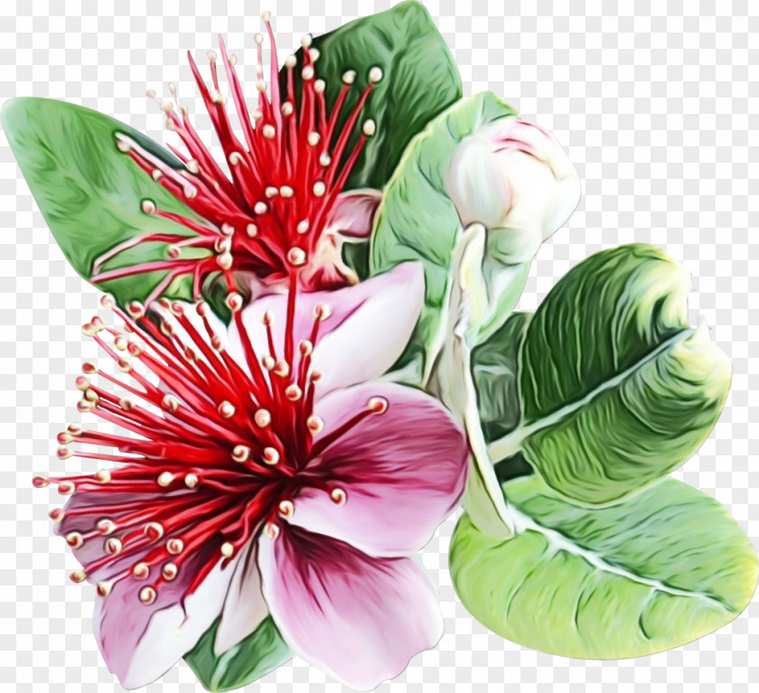 Flower Acca Sellowiana Clip Art Image PNG