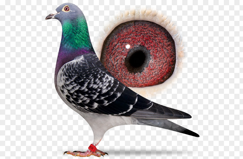 Racing Pigeon Beak Homing Columbidae Homer Bird PNG