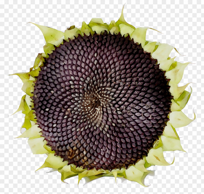 Sunflower Seed Common PNG