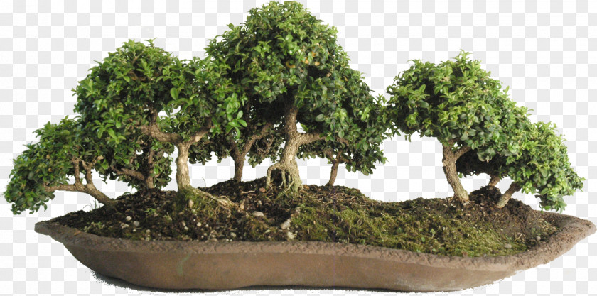 Bonsai Sageretia Theezans Tree Flowerpot Pruning PNG