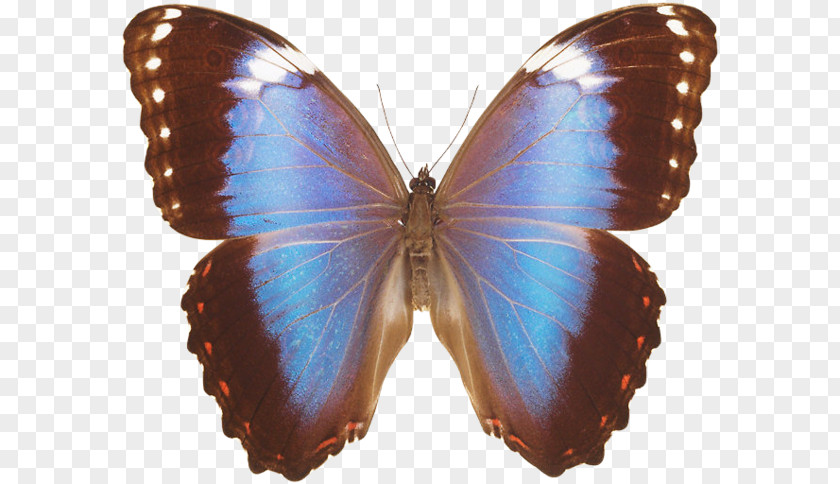 Butterfly Brush-footed Butterflies Common Blue Morpho Insect Gossamer-winged PNG