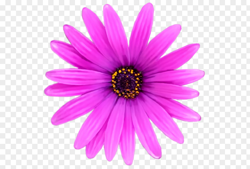 Flower Background Pink Clip Art PNG