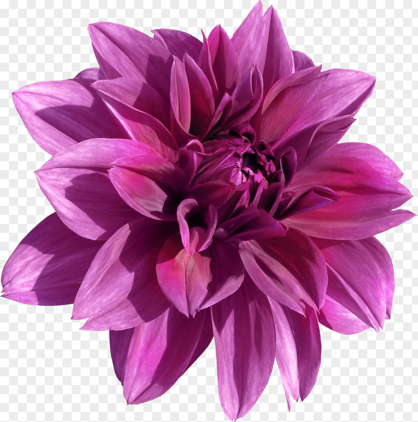 Flower Cut Flowers Aster Daisy Family Seed PNG