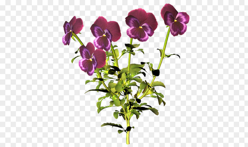 Flower Pansy Wildflower Cut Flowers Information PNG