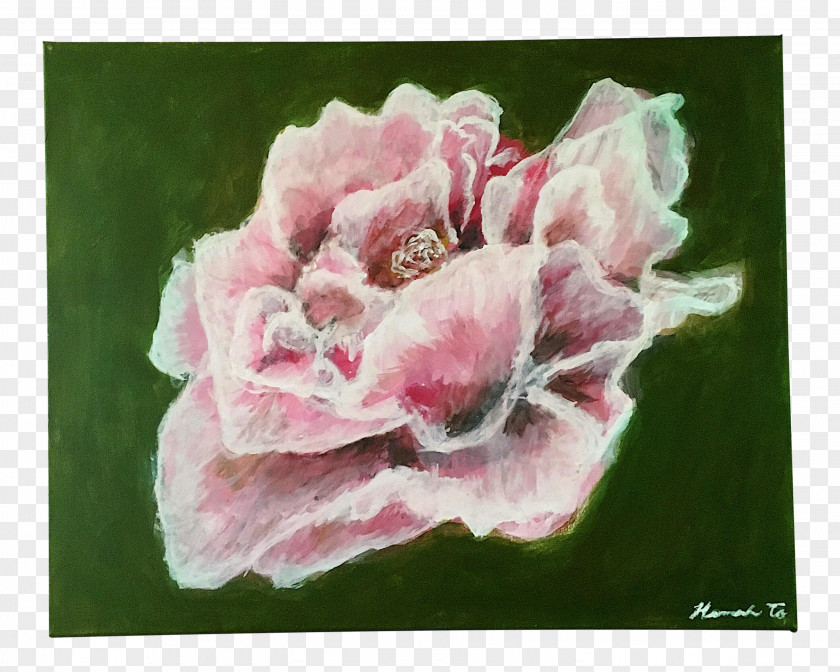 Painting Centifolia Roses Garden Watercolor Peony PNG