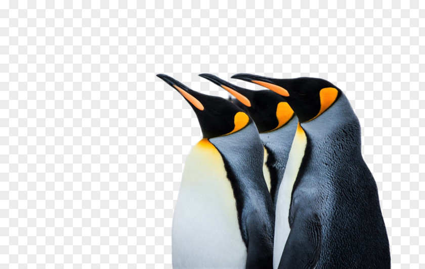 Penguin Emperor Desktop Wallpaper 4K Resolution PNG