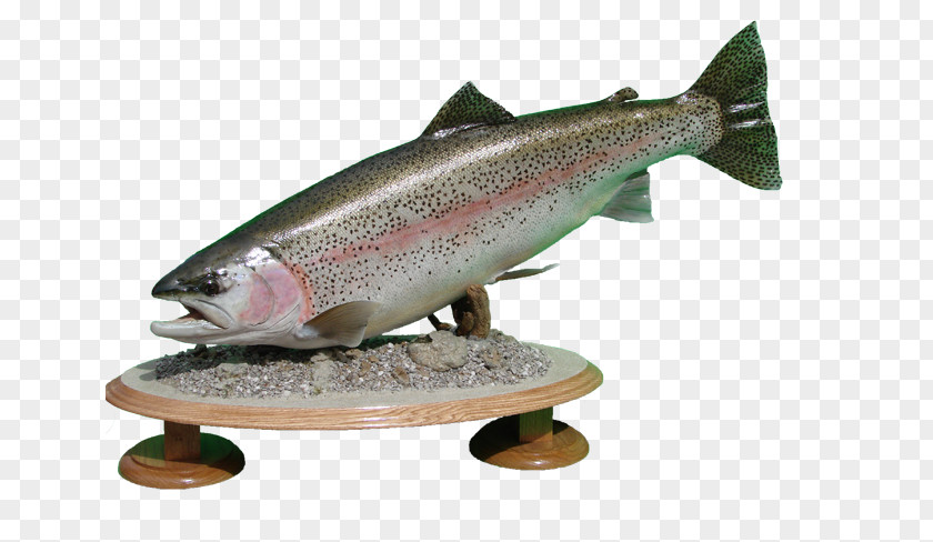 Rainbow Trout Taxidermy Fish Stocking Cutthroat PNG