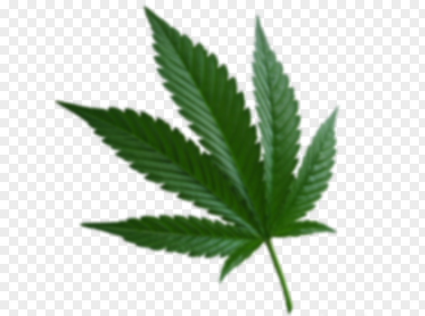 Cannabis Ruderalis Sativa Medical Kush PNG