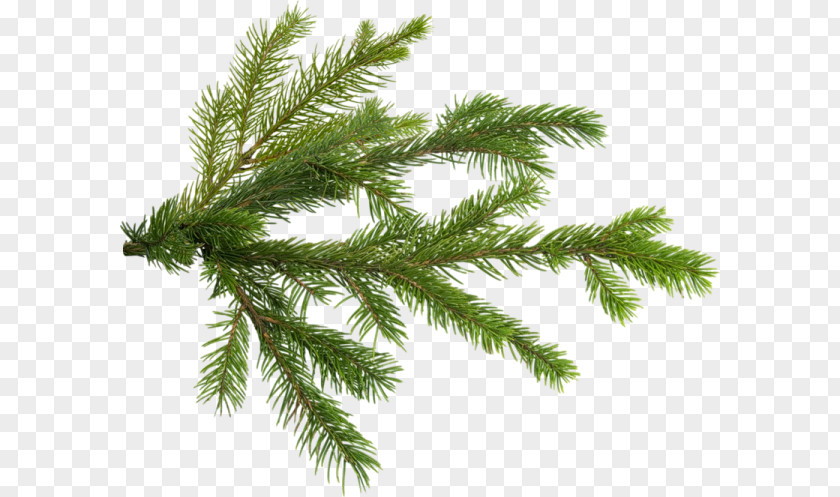 Christmas Tree Pine Branch PNG