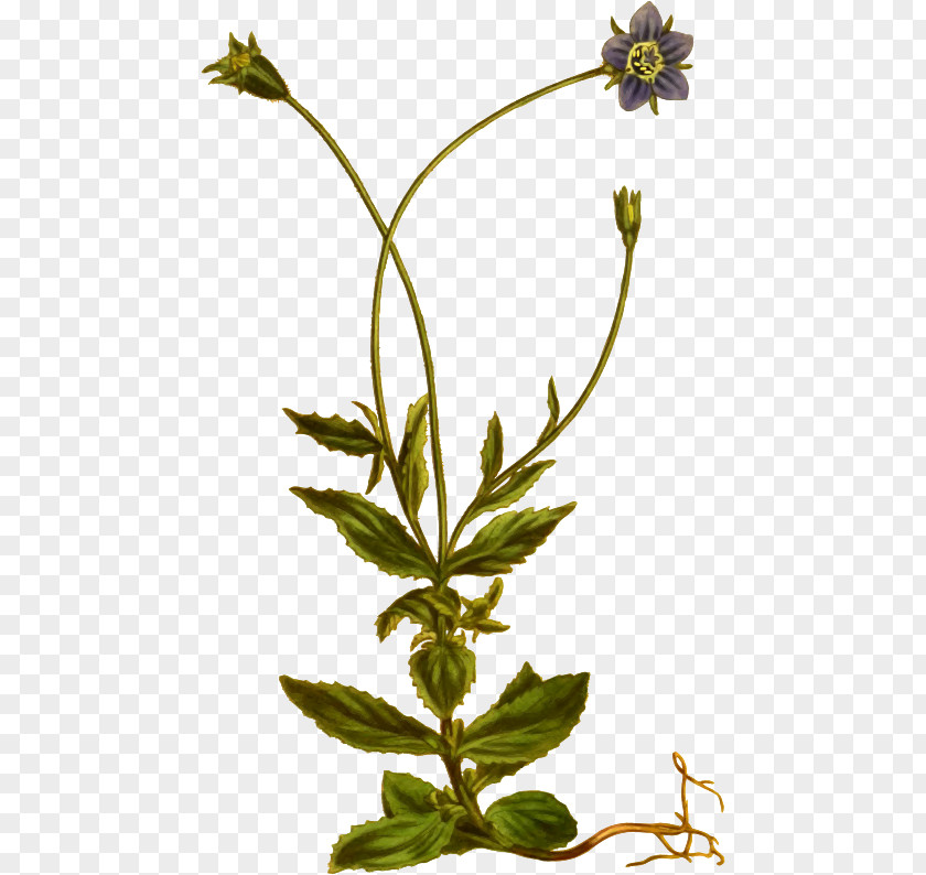 Flower Herbalism Plant Stem Leaf PNG