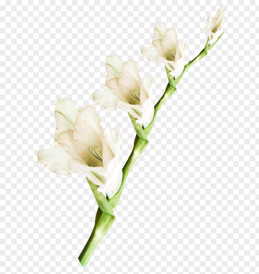 Gladiolus Cut Flowers Plant PNG