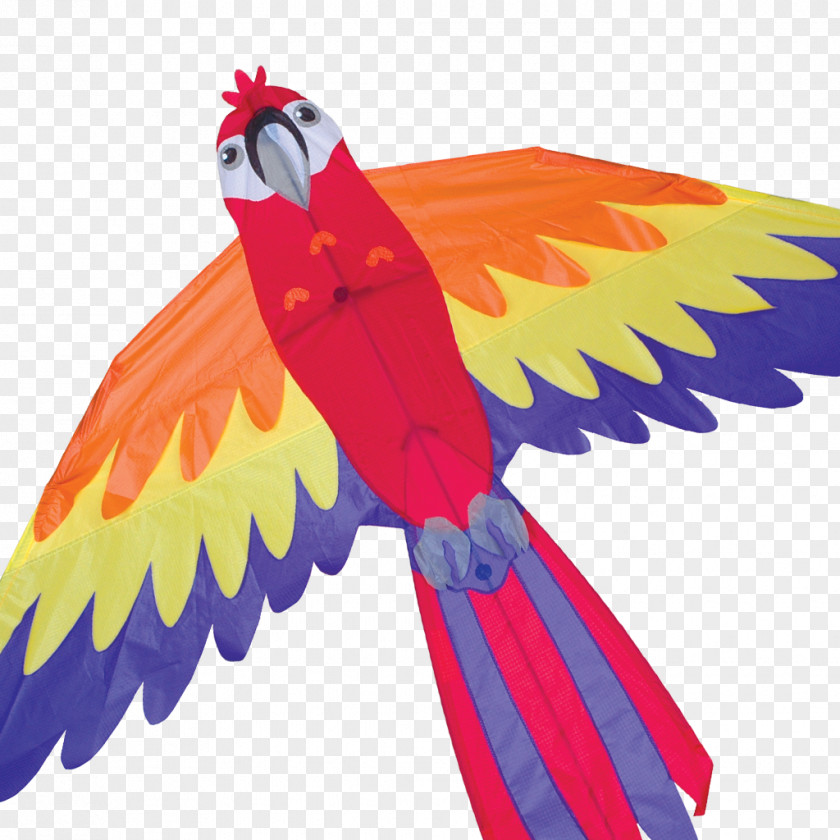 Kite Parrot Bird Macaw Line PNG