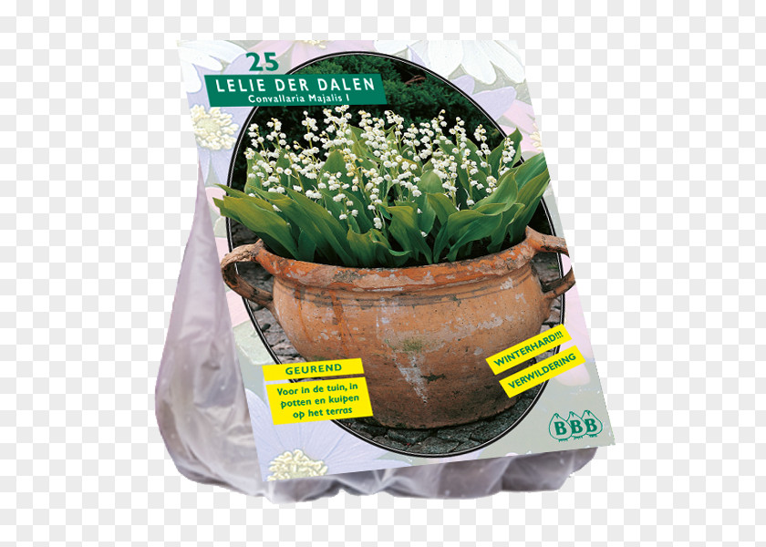 Lily Of The Valley Lilium Speciosum Bulb Flowerpot PNG