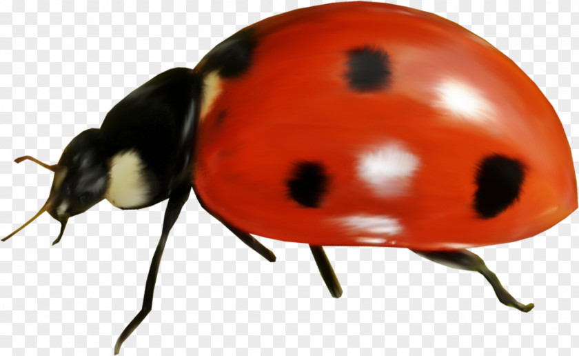 Bug Ladybird Photography Clip Art PNG