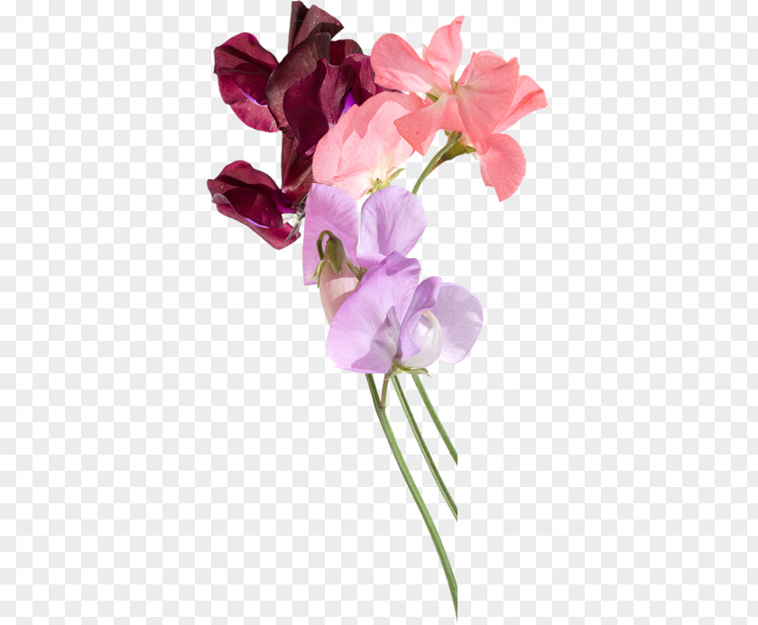 Flower Sweet Pea Festival Snapdragons PNG