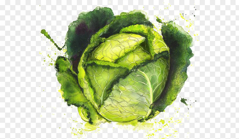 Cabbage Juice Vegetable Food Georgina Luck Illustration PNG