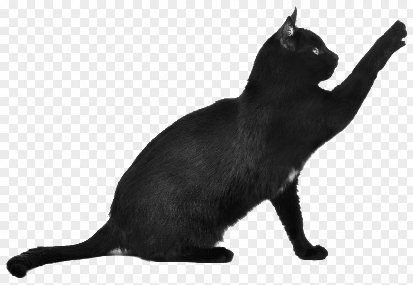 Cat Bengal Kitten Scottish Fold Toyger Black PNG