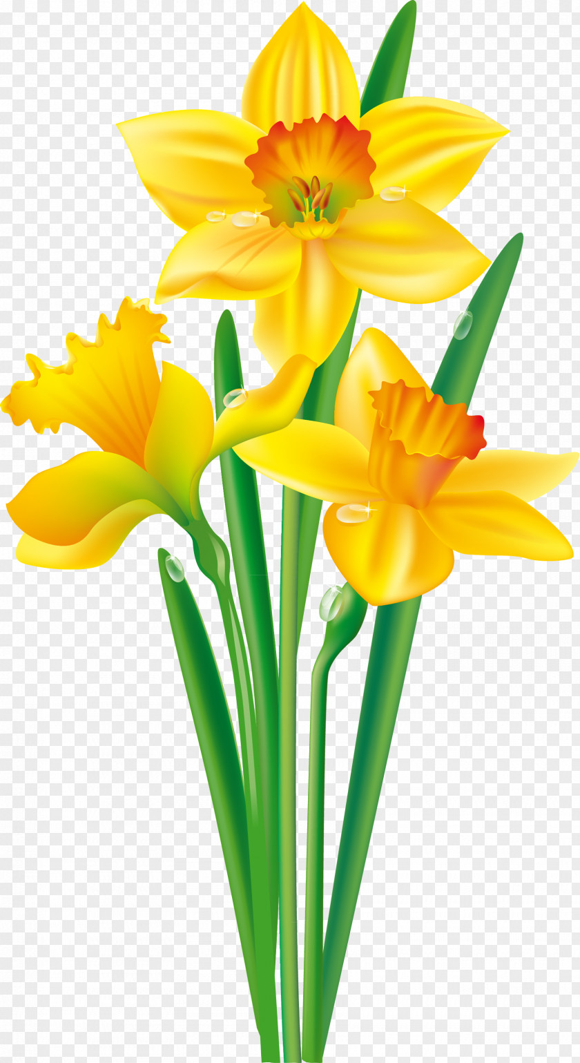 Daffodil Flower Bulb Clip Art PNG