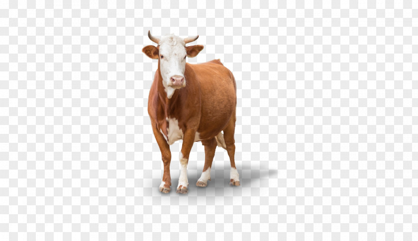 Dana Ile Inek Baka Calf Holstein Friesian Cattle Stock Photography Stock.xchng PNG