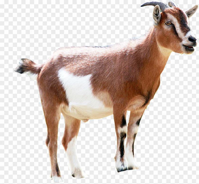 Goat Milking Animal Sales PNG