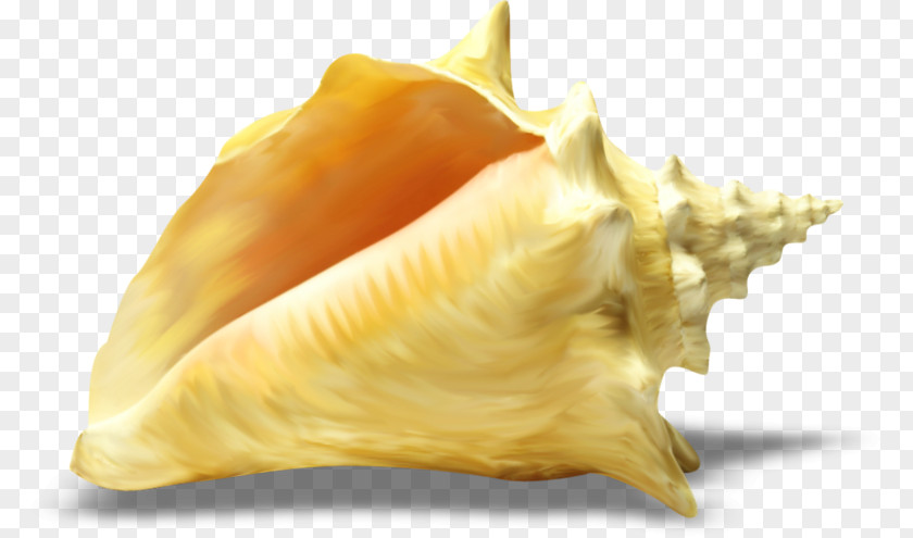 Seashell Photography Conchology PNG