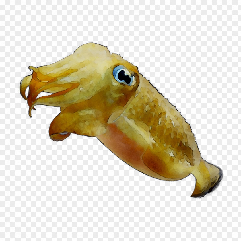 Squid Octopus Marine Biology Fish PNG