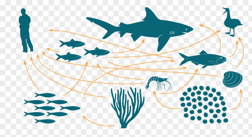 Teia Food Chain Web Marine Ecosystem Bioaccumulation PNG