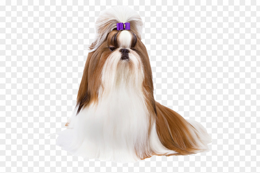 Animal Hair Shih Tzu Toy Fox Terrier Irish Setter Manchester Alaskan Malamute PNG