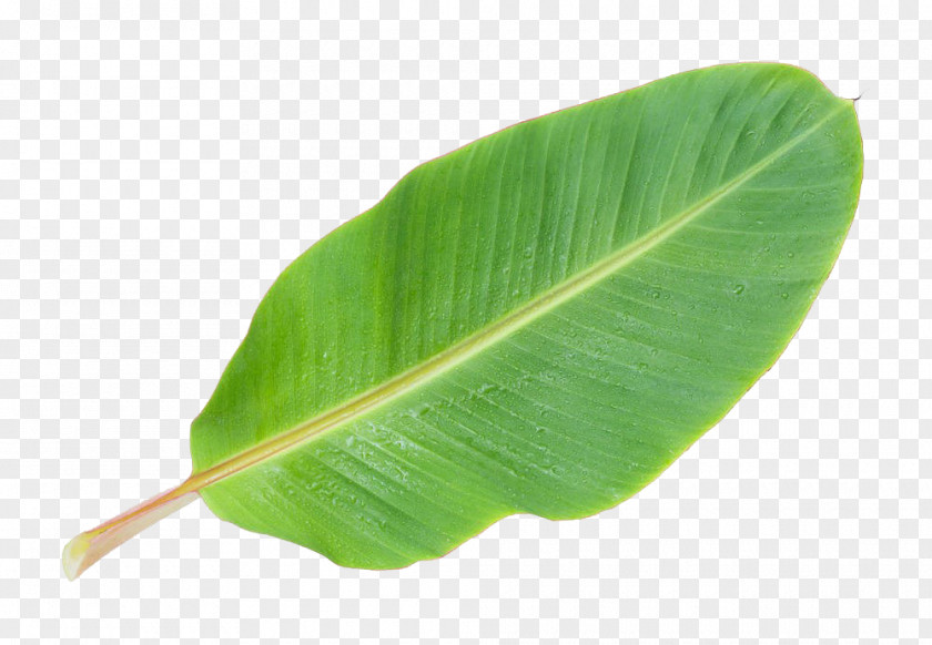 Banana Leaf Picture Musa Basjoo PNG