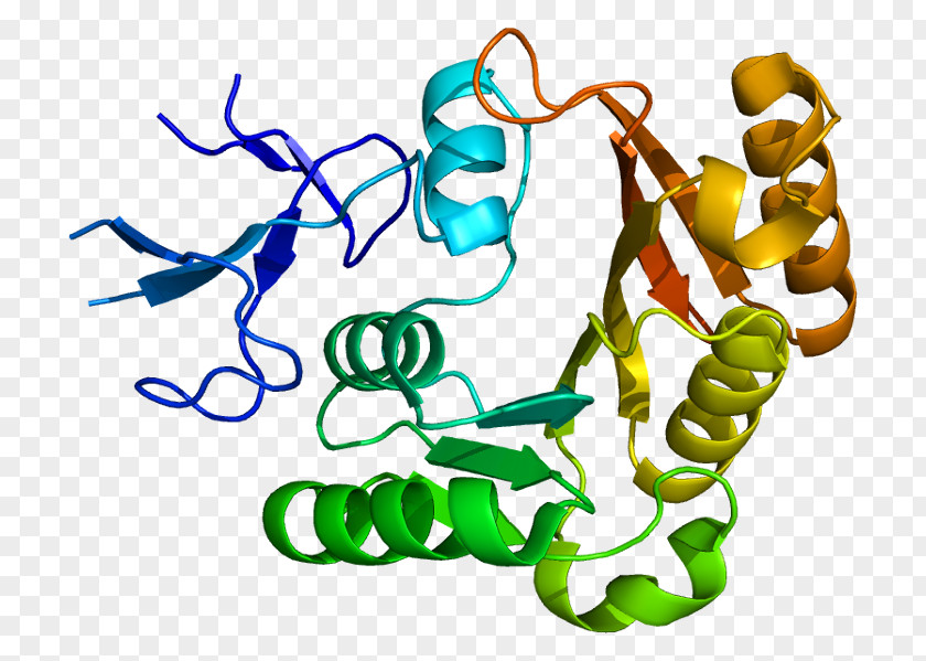 Fibrillarin Survival Of Motor Neuron Protein Nucleolus Gene PNG