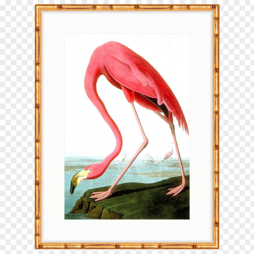 Flamingos The Birds Of America American Flamingo National Audubon Society PNG