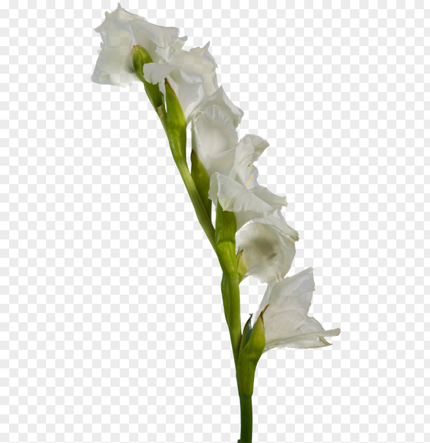 Gladiolus White Flower Clip Art PNG