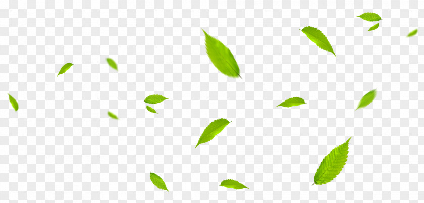 Green Leaves Fly With The Wind Leaf PNG