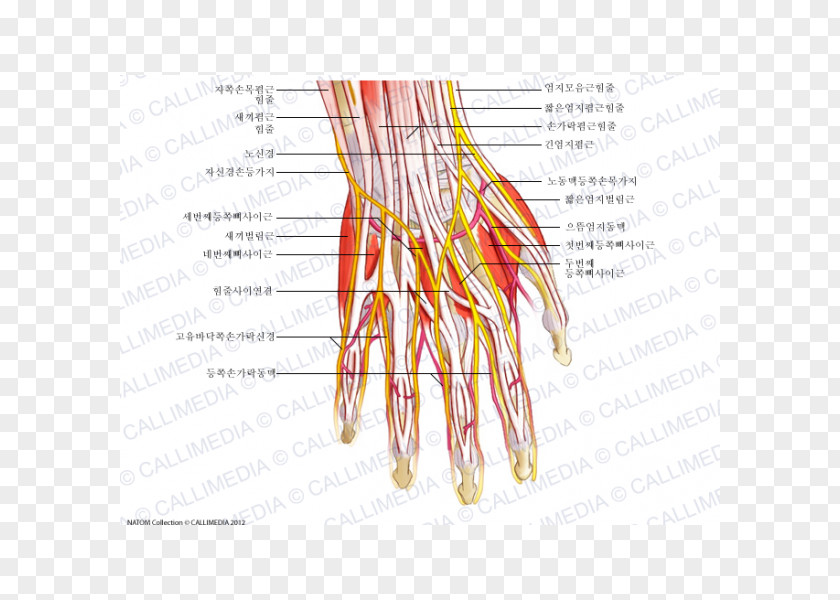 Hand Nerve Muscle Nervous System Human Anatomy PNG