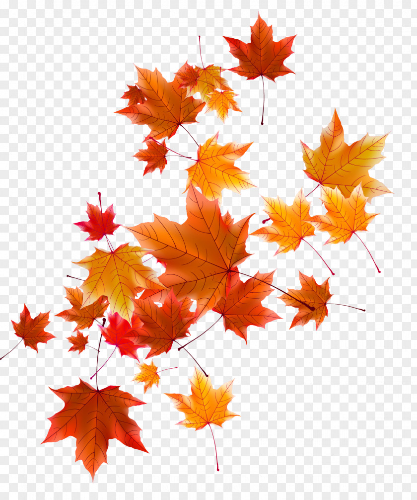 Autumn Leaves Leaf PNG