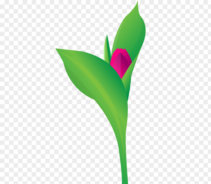Clinical Psychology Petal Leaf Plant Stem Clip Art PNG