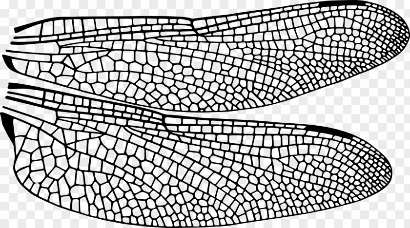 Dragonfly Beetle Insect Wing Drawing PNG
