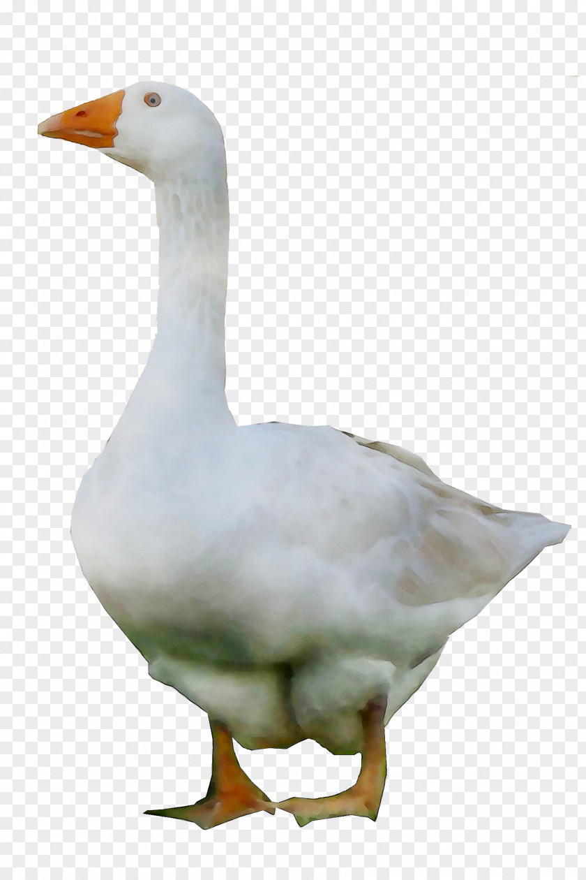 Duck Goose Grey Geese Water Fowl PNG