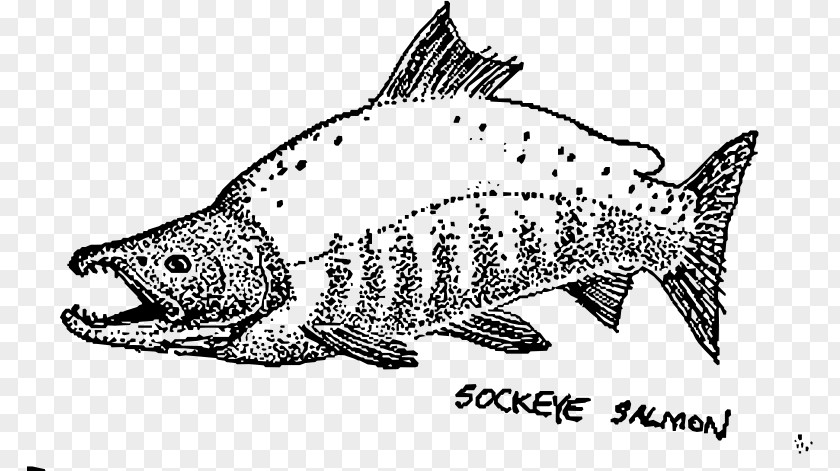 Fish Salmon Sockeye Drawing Chum PNG