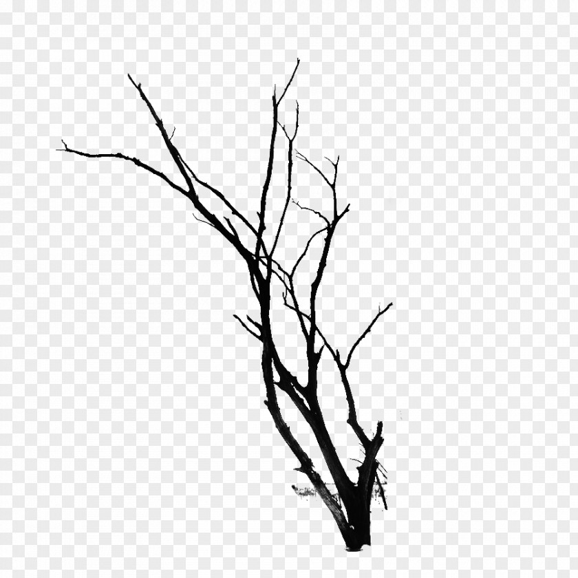 Kudo Old Trees Twig Branch Tree PNG