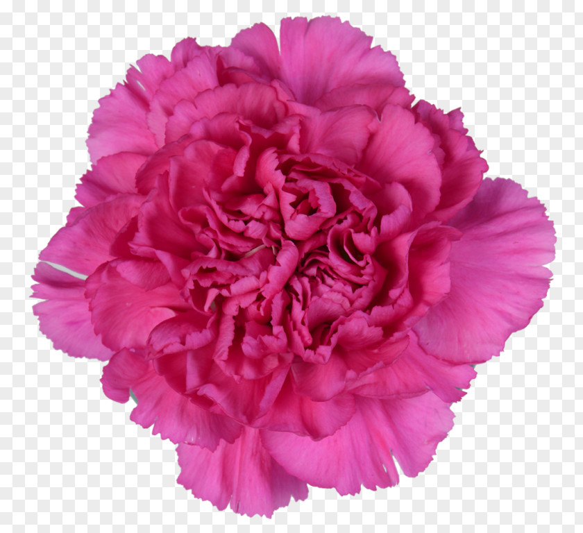 Pink Flower Petal Carnation Plant PNG