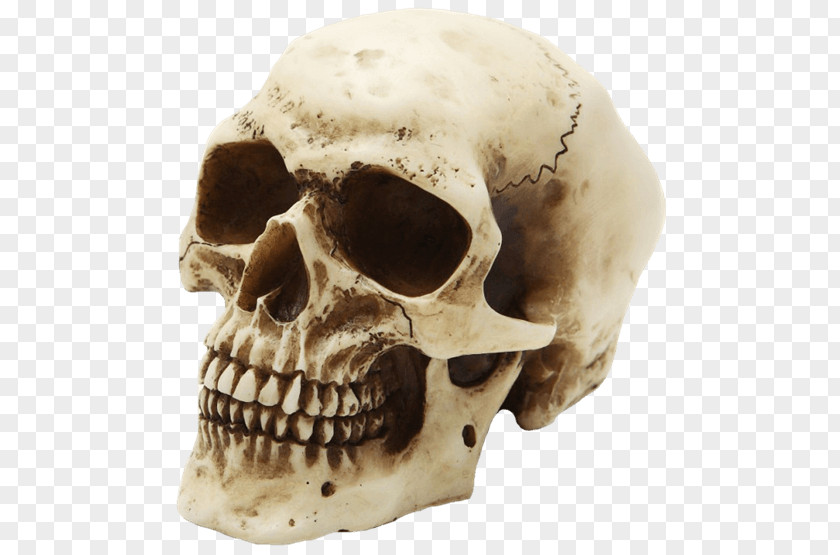 Skull Human Skeleton Head PNG