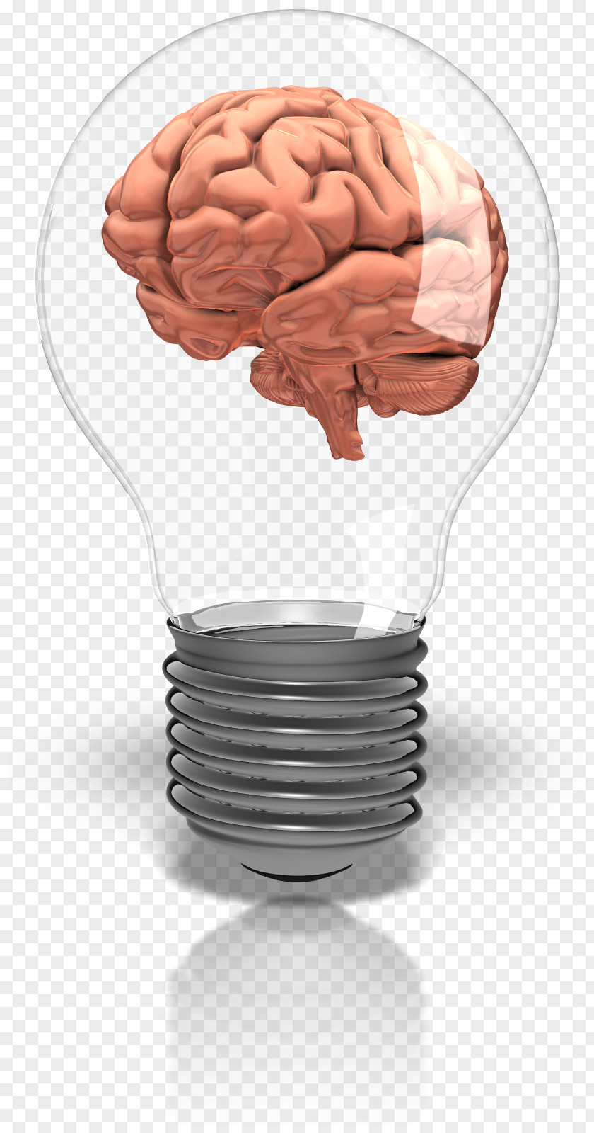 The Study Incandescent Light Bulb Animation Information Brain PNG