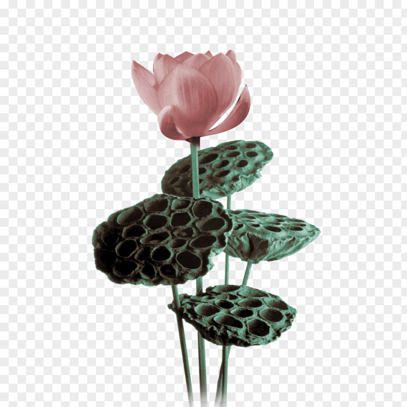 Ancient Ink Lotus Nelumbo Nucifera PNG