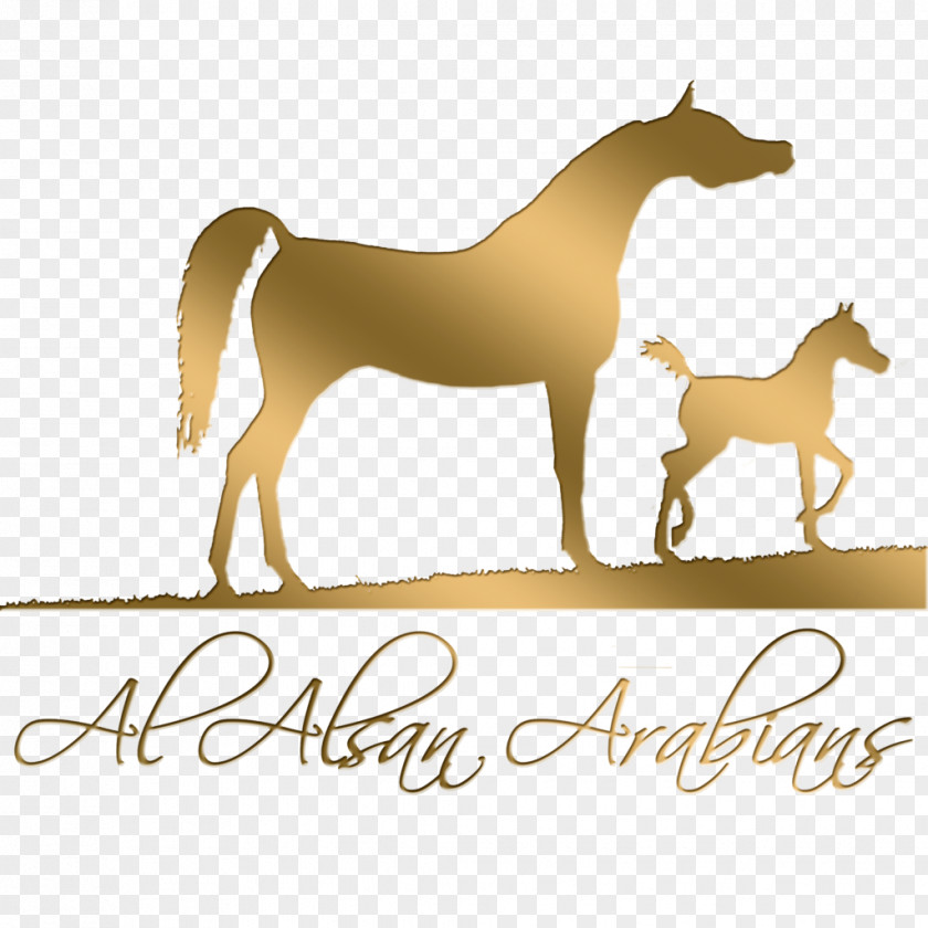 Arabian Mustang Foal Stallion Mare Pony PNG