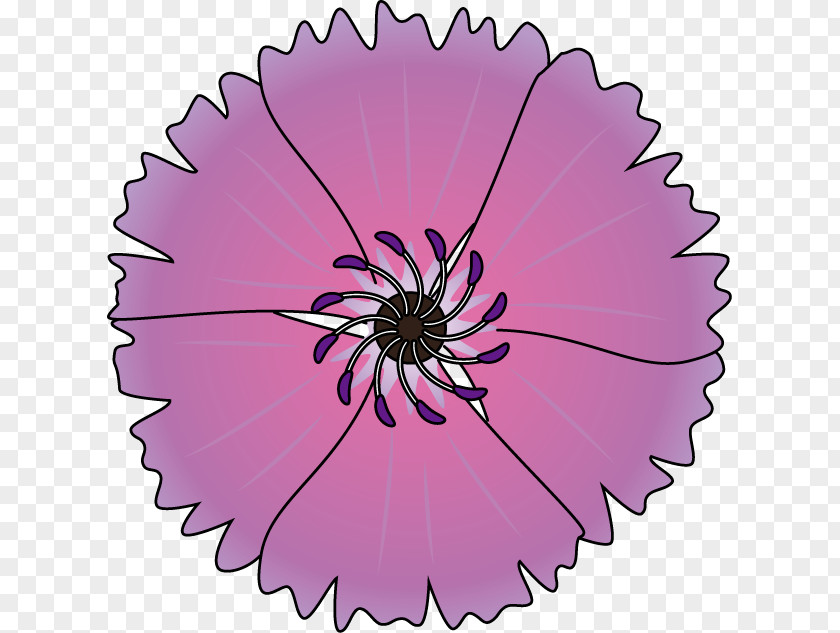 Circle Transvaal Daisy Pink M RTV PNG