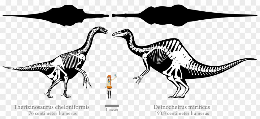Dinosaur Tyrannosaurus Deinocheirus Therizinosaurus Tarbosaurus PNG