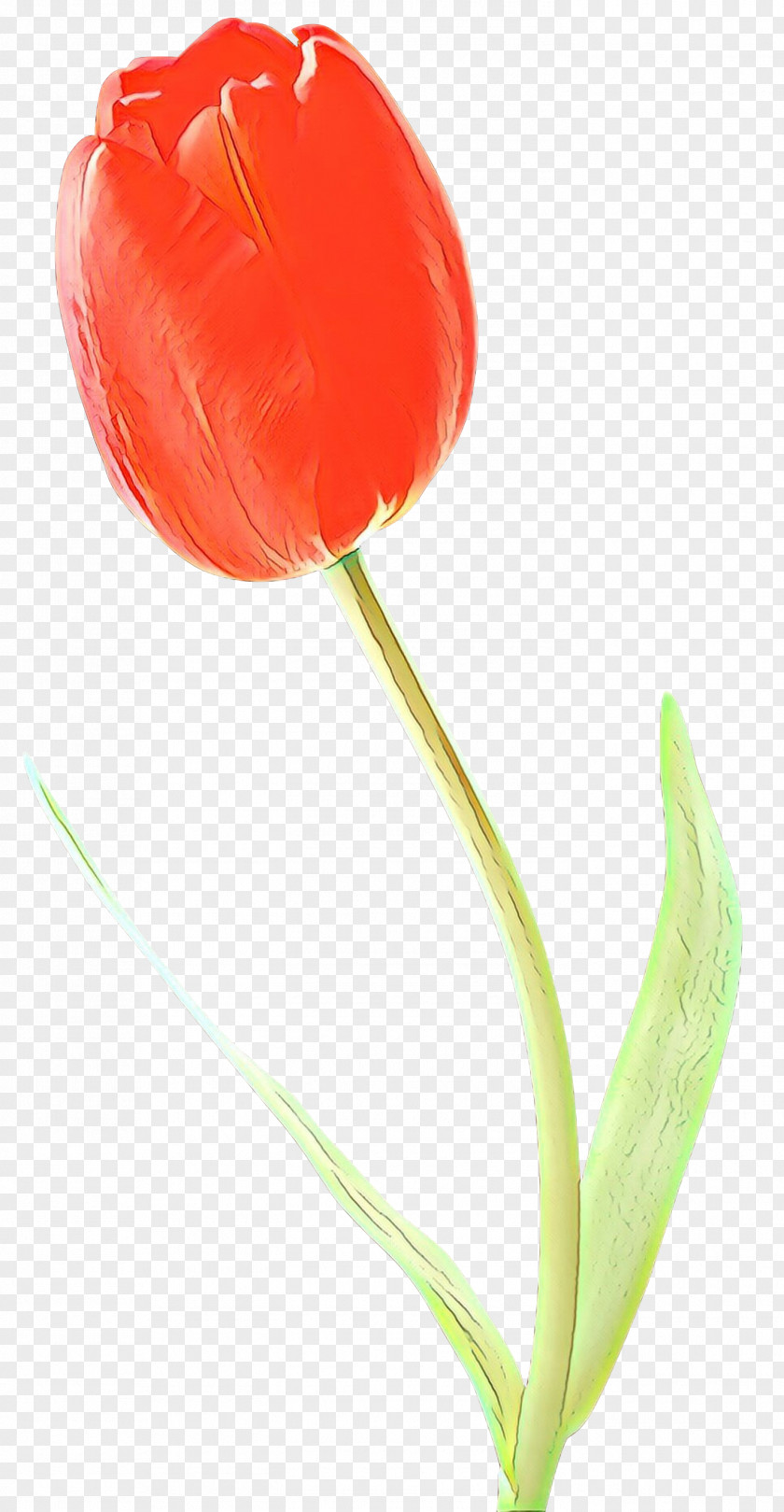 Lily Family Anthurium Flowers Background PNG