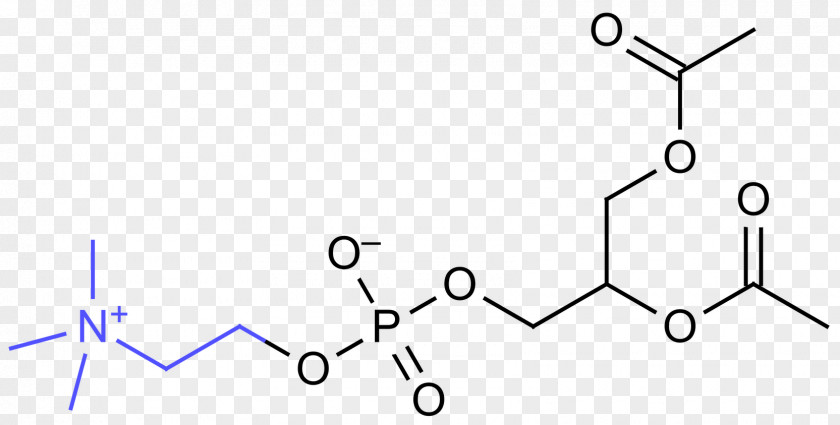 Ester Phosphatidylcholine Omega-3 Fatty Acid Lysine Dietary Supplement PNG